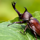 Illustration for article titled Size truly matters when it comes to the rhino beetle and its massive horn